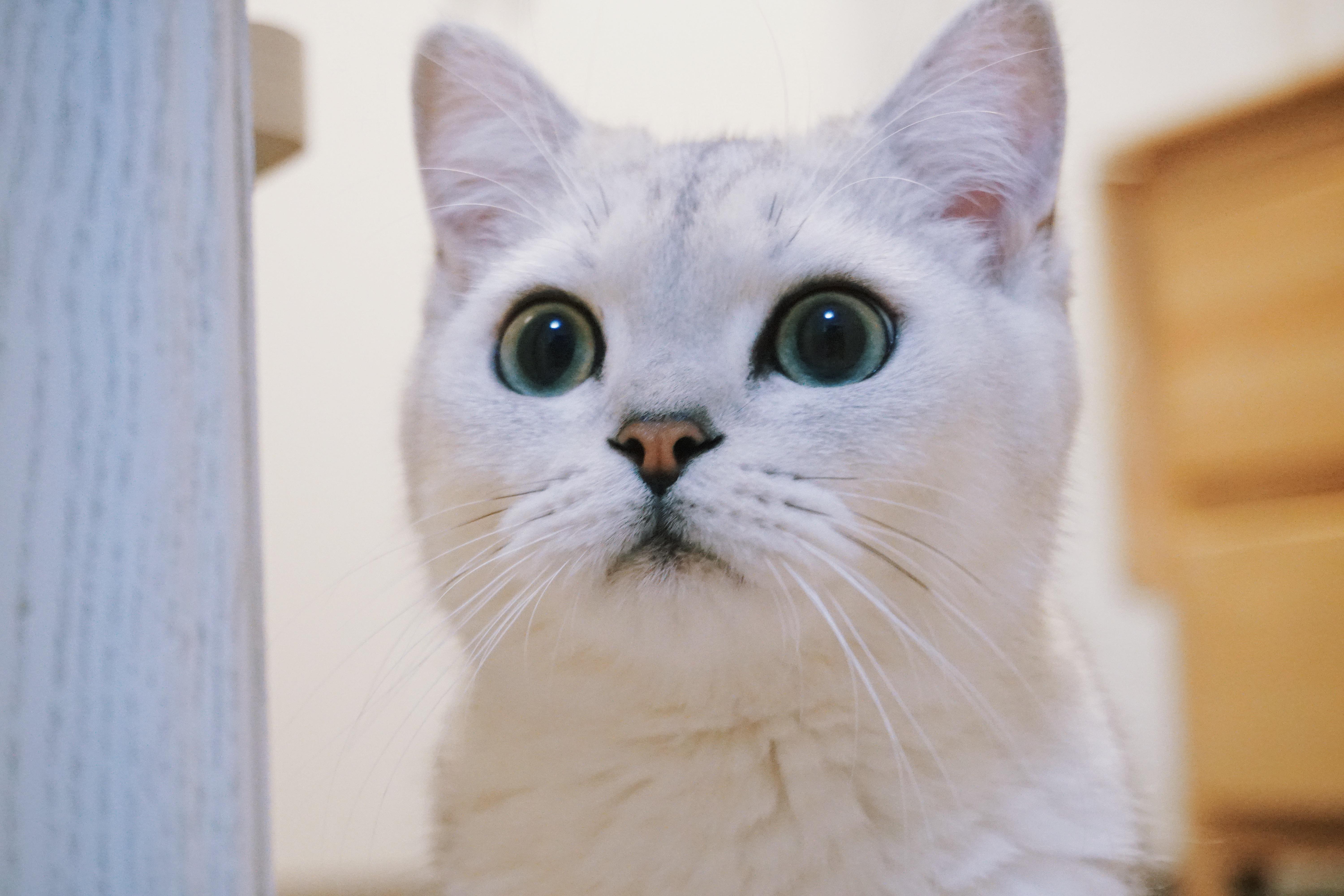 吸猫大会:英短银渐层果果 - 知乎