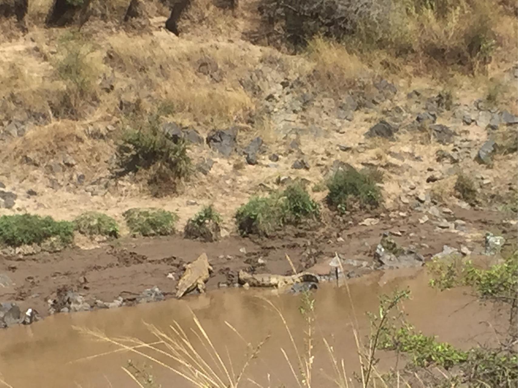 去肯尼亚旅行是一种什么体验?