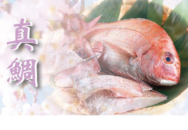 花中樱 鱼中鲷 知乎