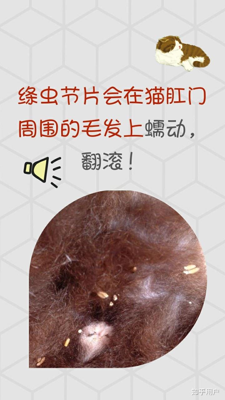 猫咪肛门爬出白色虫子图片