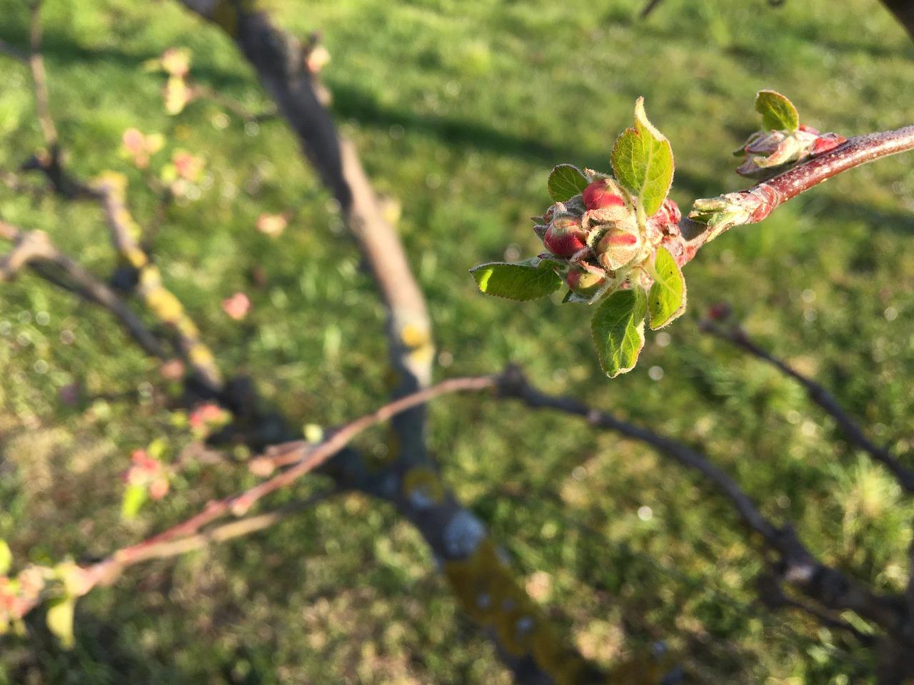 4. 果实发育期护理