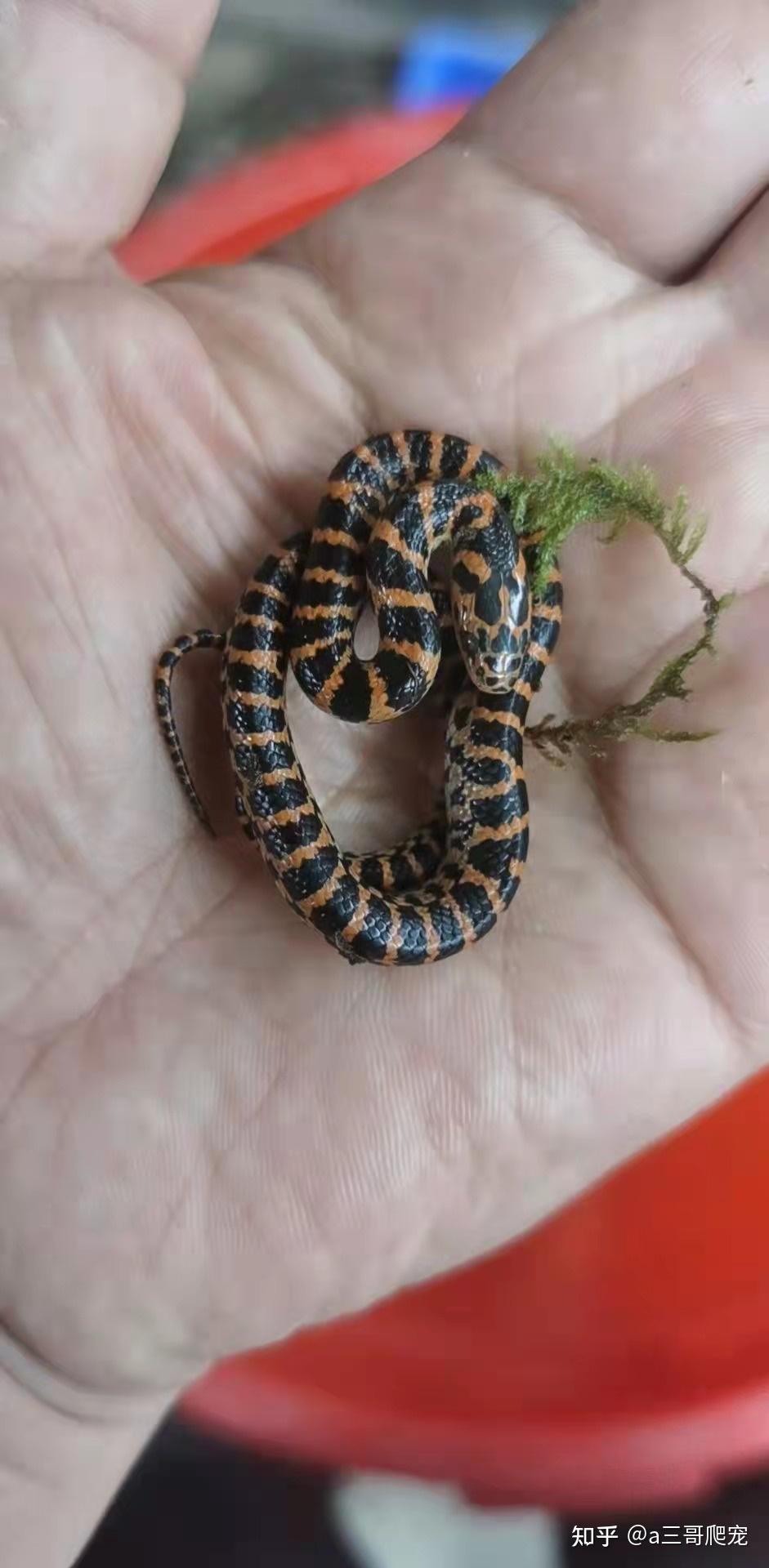 适合小白饲养的小型宠物蛇有哪些? - 知乎
