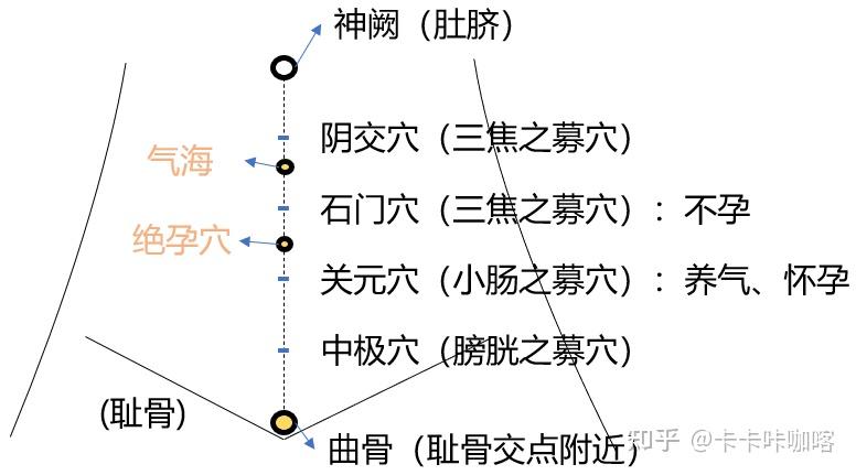 【中医学习】针灸大成4 - 初入任督脉、任脉经穴 - 知乎
