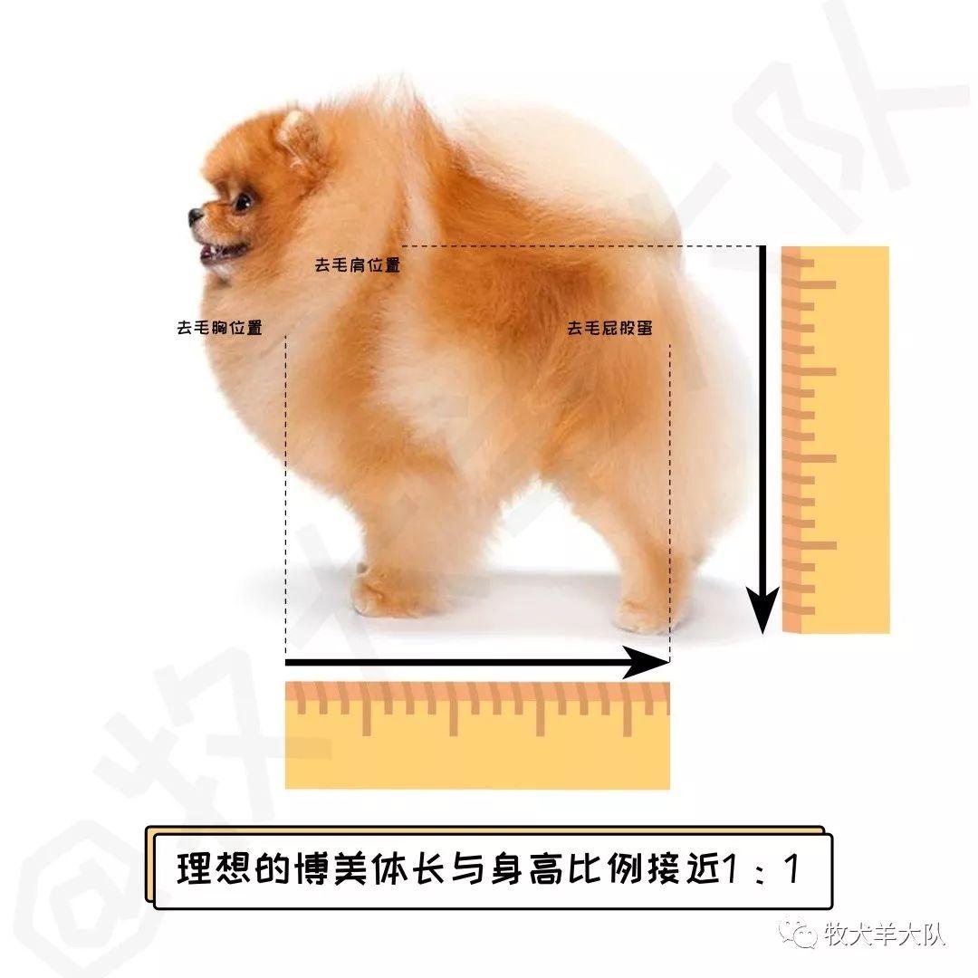 假品種犬避雷指南之小型犬博美