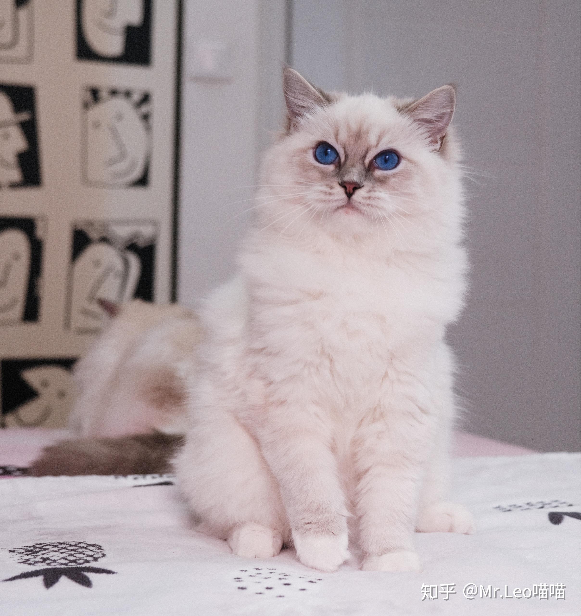 四个月布偶猫这是蓝山手套