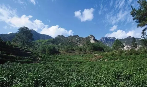 黄山毛峰核心产区春耕生产忙
