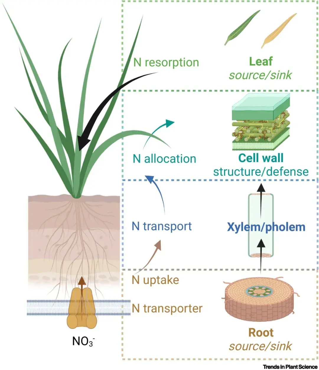 Trends Plant Sci | 河北大学提出植物根系氮再分配策略 - 知乎