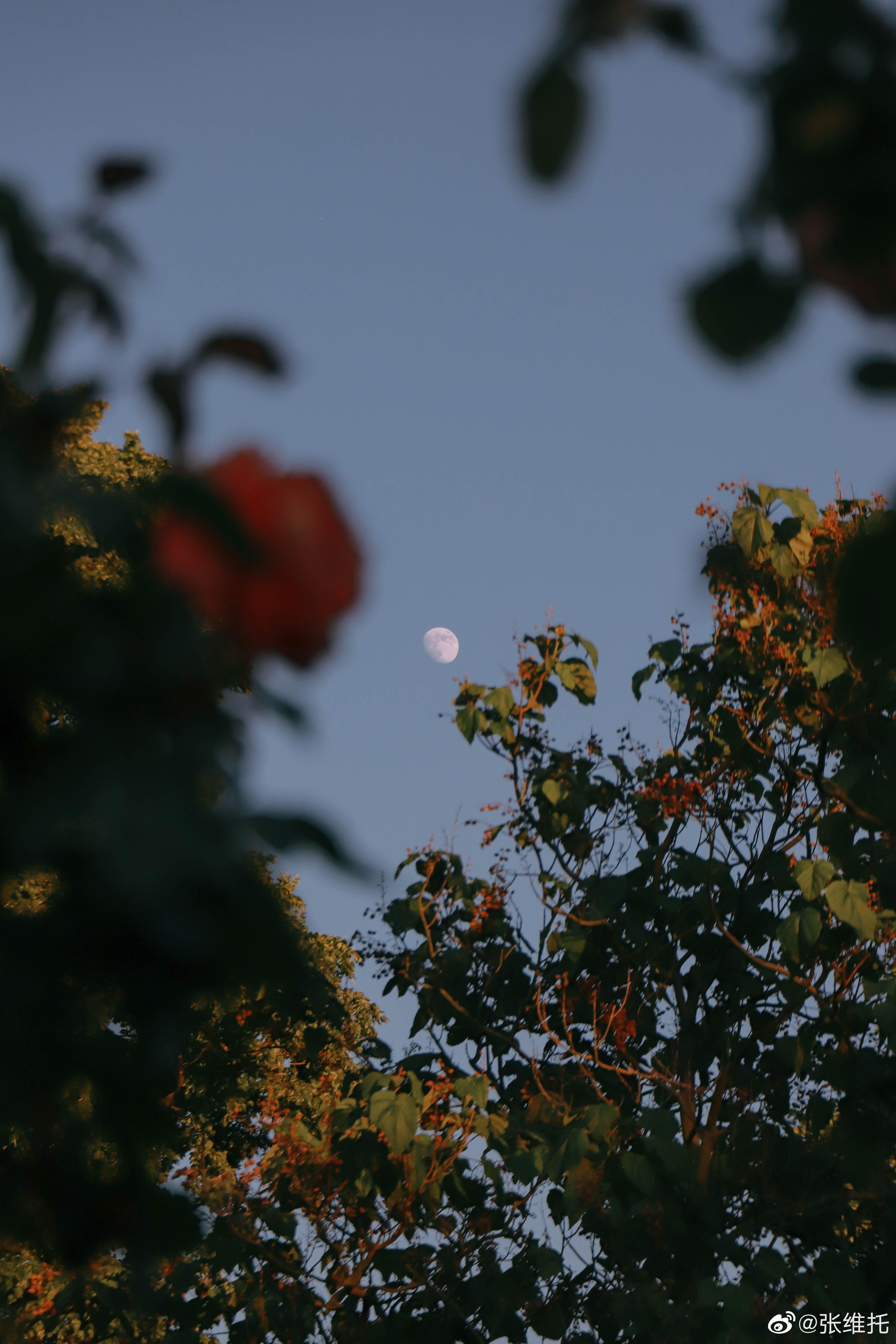 有哪些很好看的月亮的图片啊? - 知乎