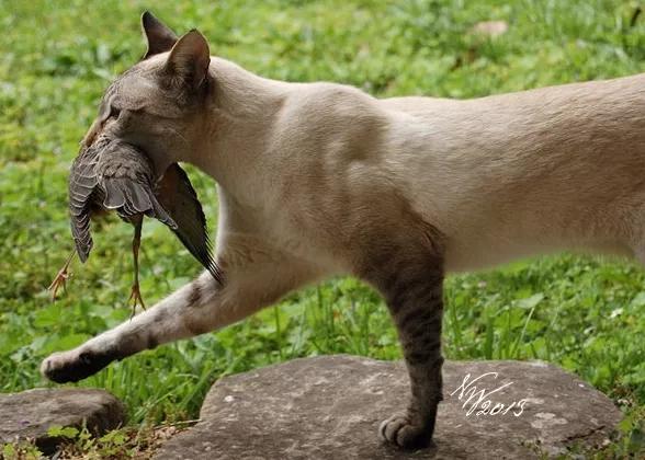 猫抓老鼠是先天性行为还是学习行为? 6 v2 ee3fe8542b52b368e34571350744a75d 720w