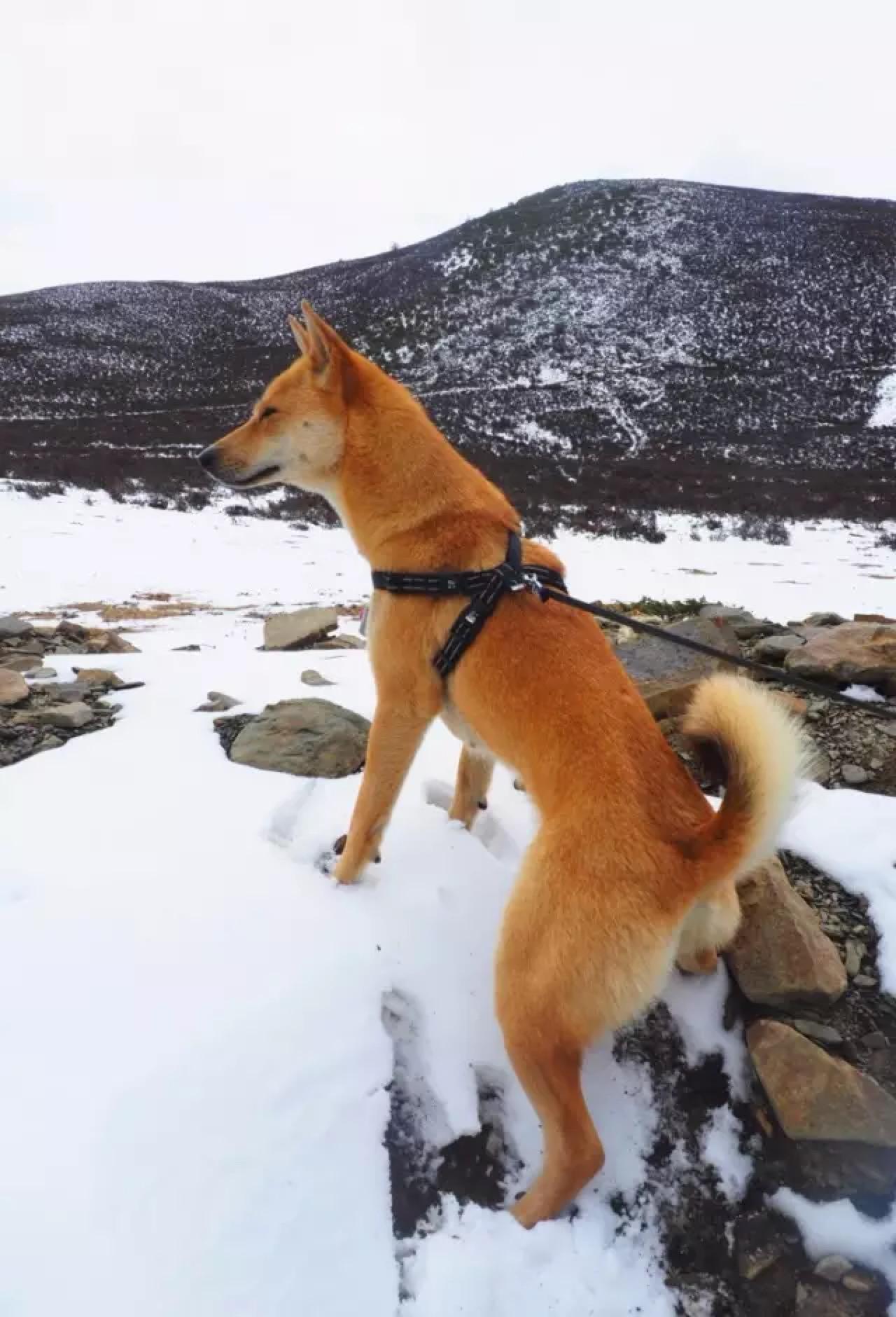 一只越南的土狗旅行到藏区初遇雪山会是怎样的