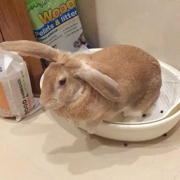 传兔不传人的如厕秘笈如何教傻兔子上厕所