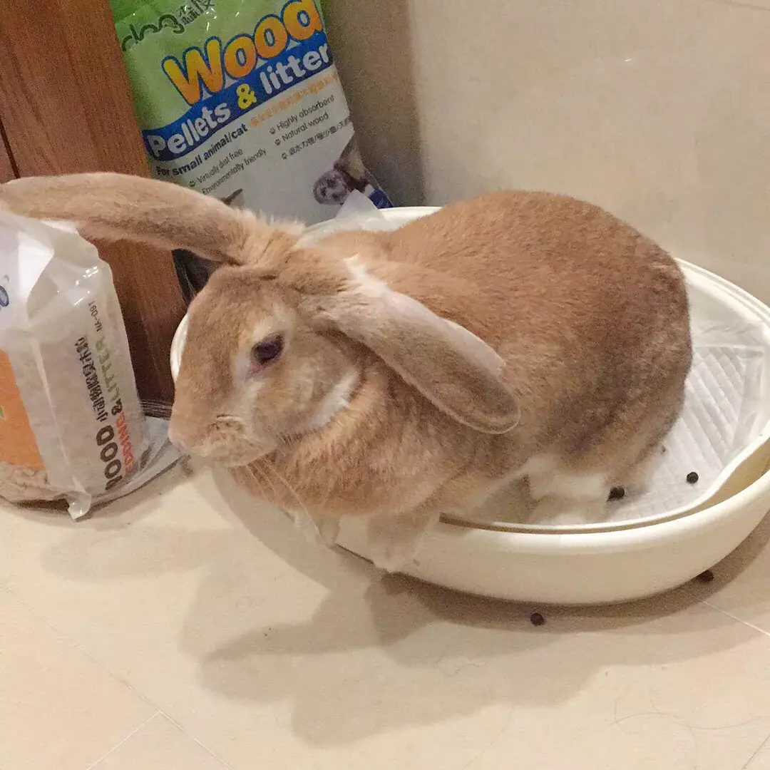 如何教兔子上厕所 - 知乎