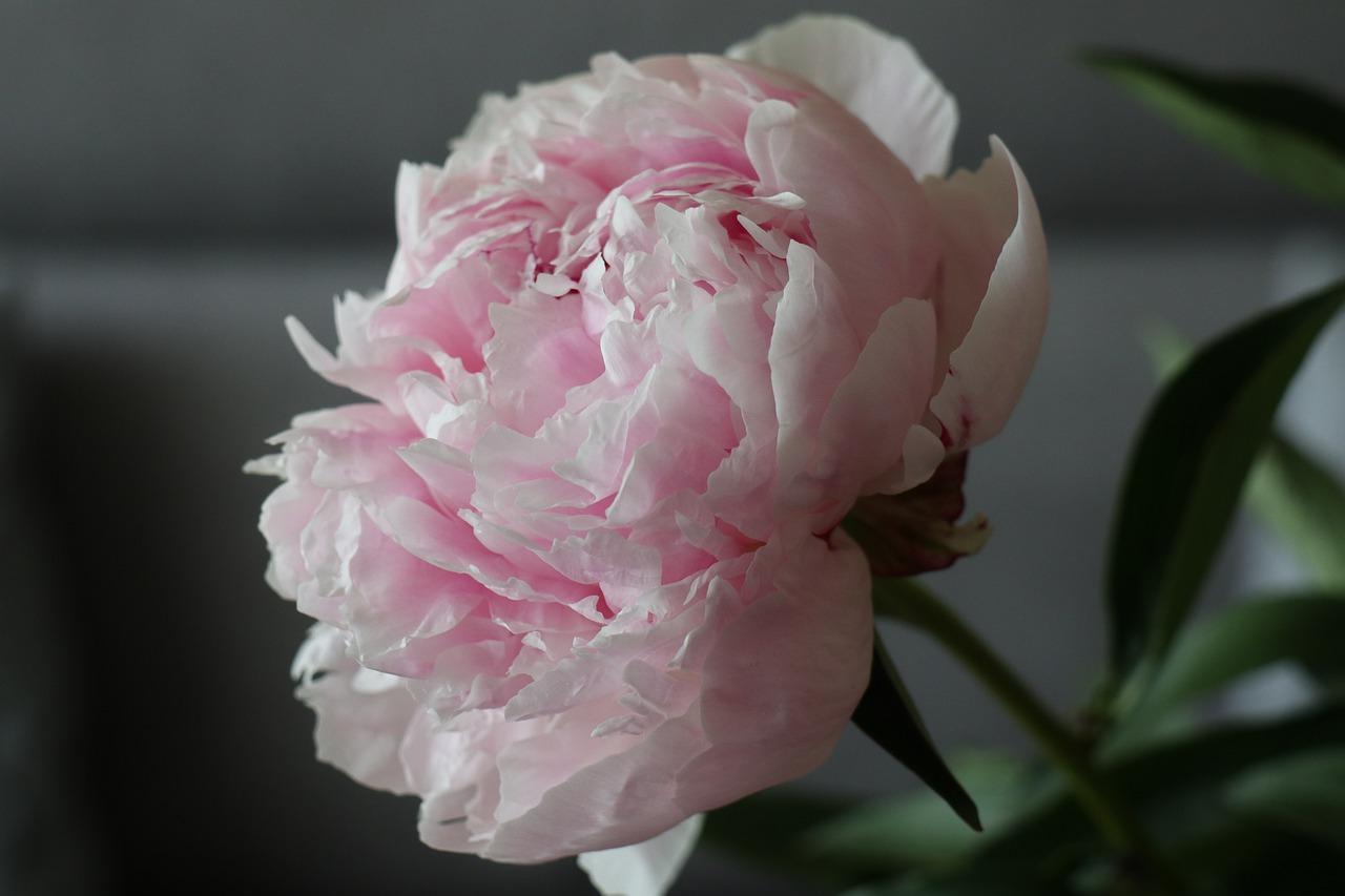 油牡丹价格大概多少