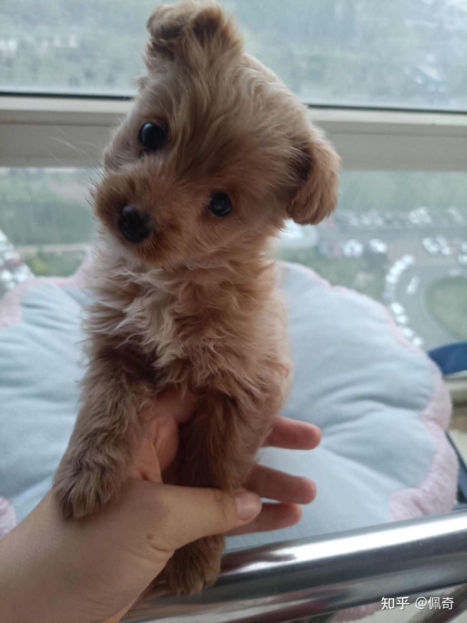 白色比熊跟棕色泰迪会串出什么样的狗? - 知乎