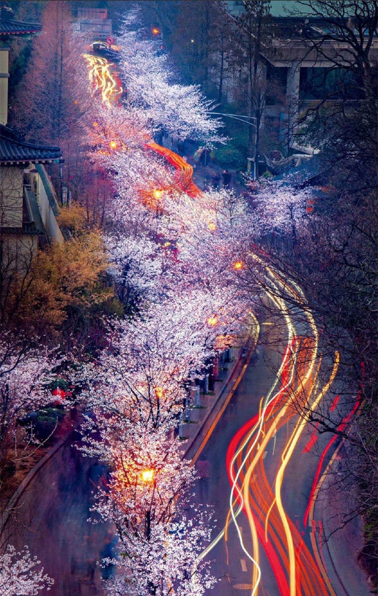看樱花何必去日本国内这几个赏樱圣地惊绝艳艳享誉盛名樱花烂漫之旅请