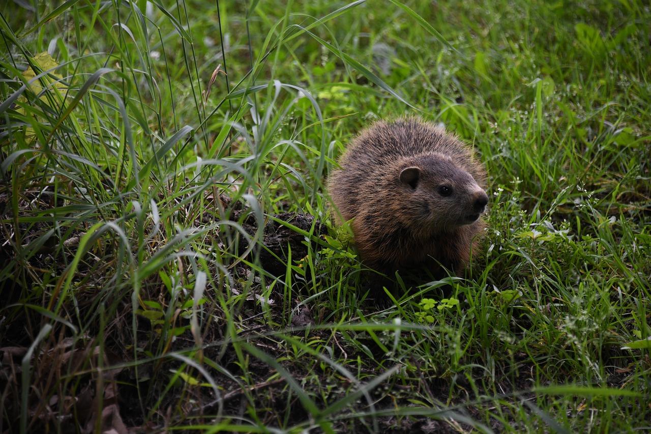 4. 土拨鼠常见地