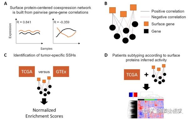 14分SCI，一个新的方法识别肿瘤细胞表面蛋白作为诊断和预后标志物 - 知乎