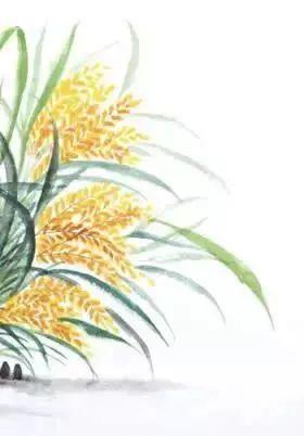 国家地理标志产品图鉴天津小站稻香飘万家