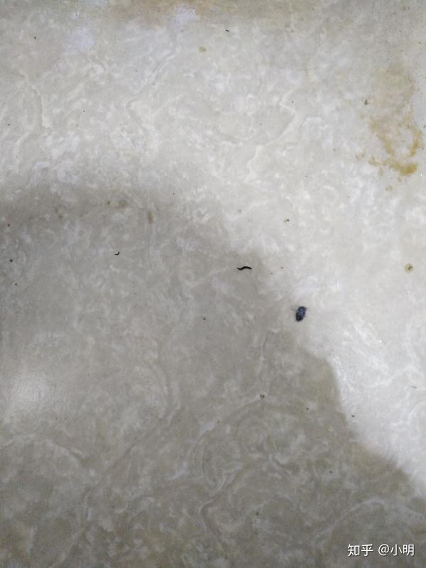 厕所里有黑色米粒状虫子,细长椭圆,请问是啥虫,对人体有危害吗?