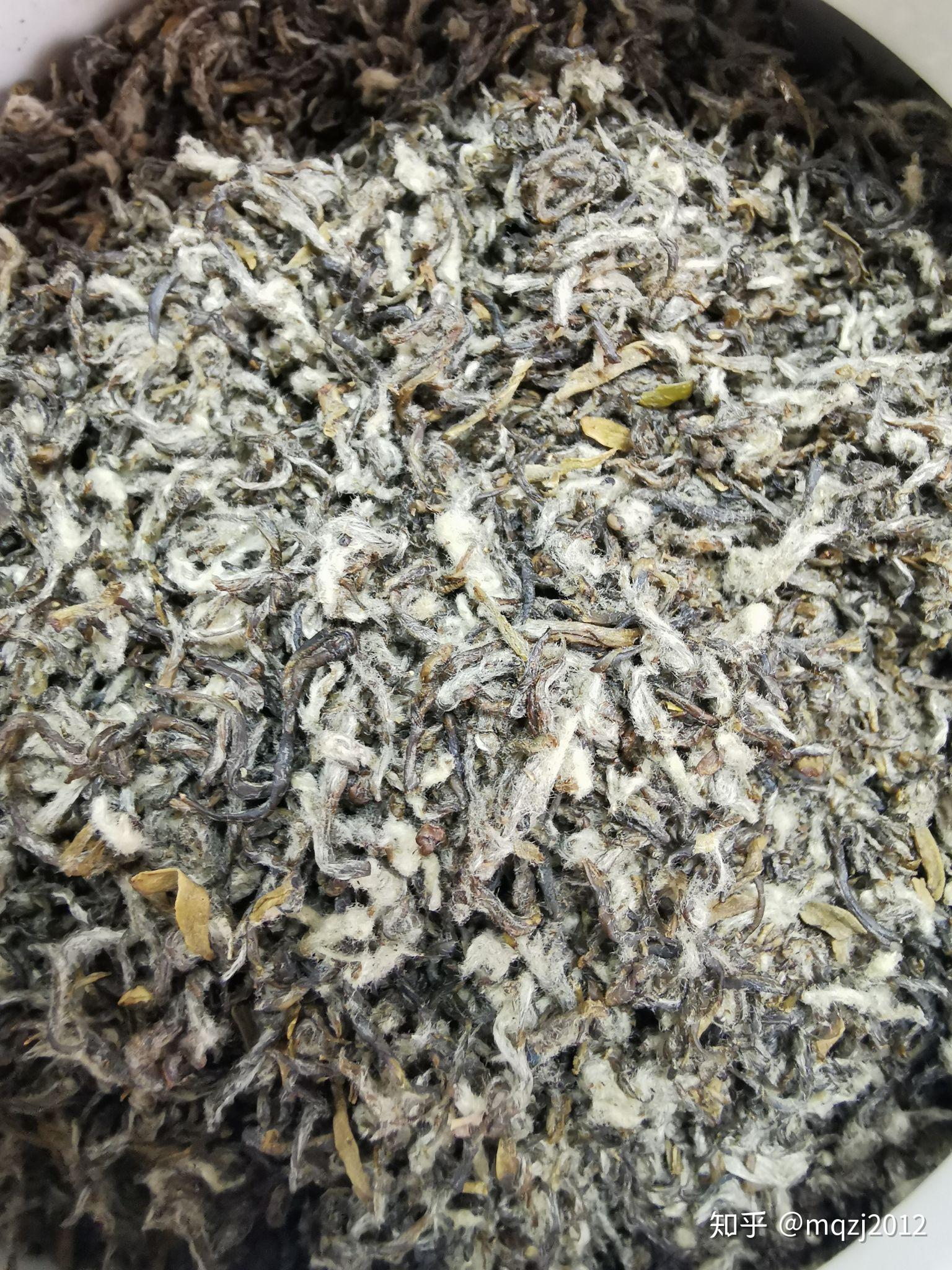 请问这样的碧螺春是发霉了还是茶毫呢