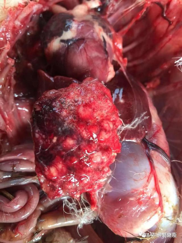 鹅曲霉菌病的发病症状与治疗方法