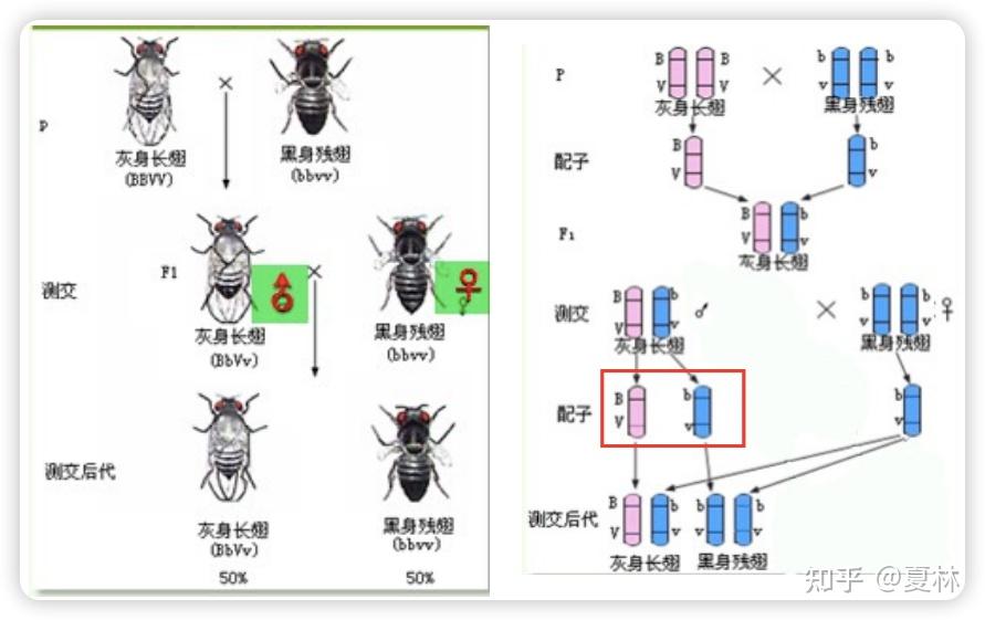4.1 孟德尔遗传与单基因病