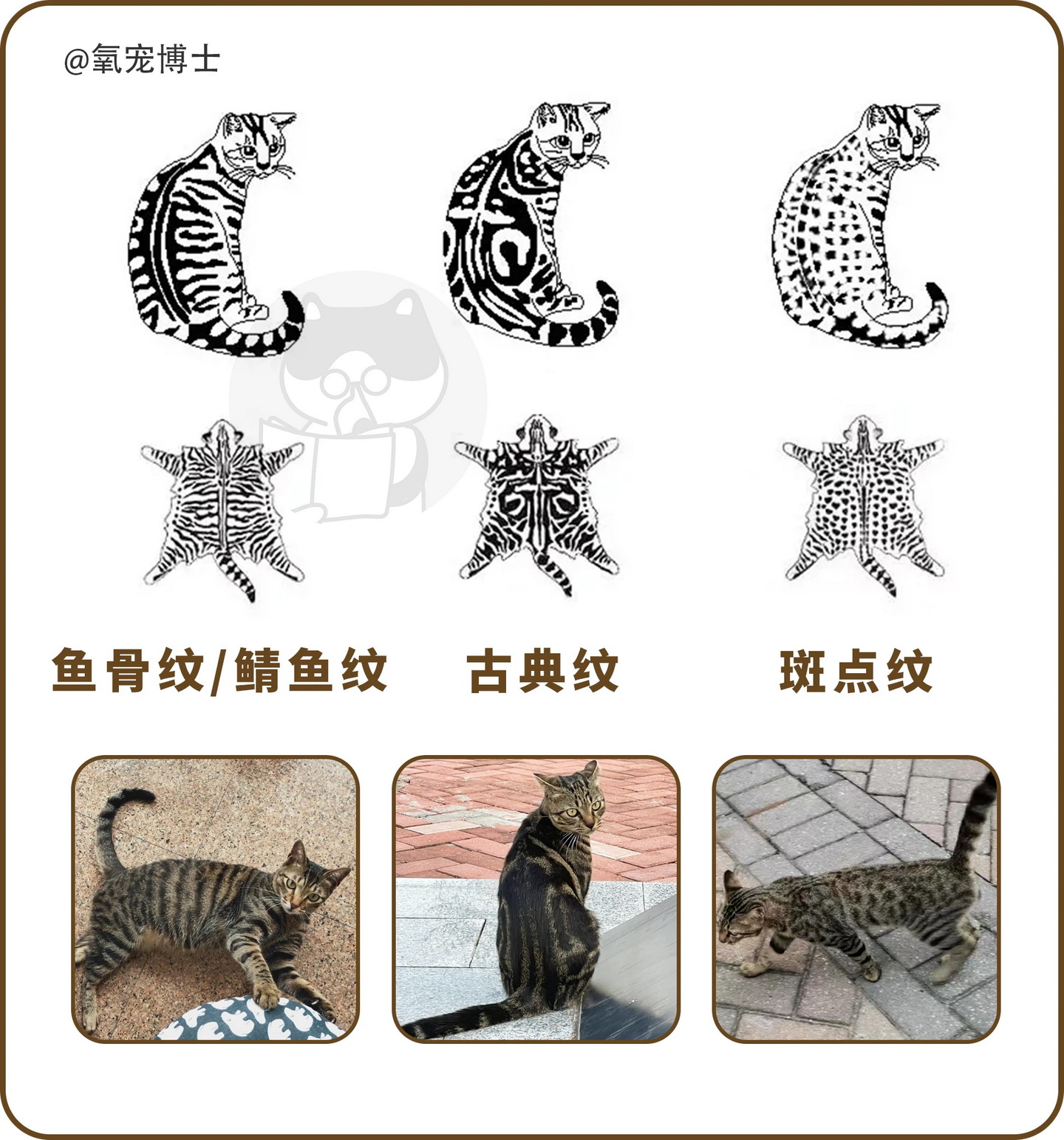 狸花猫科普|国产的灭鼠大队队长 - 知乎