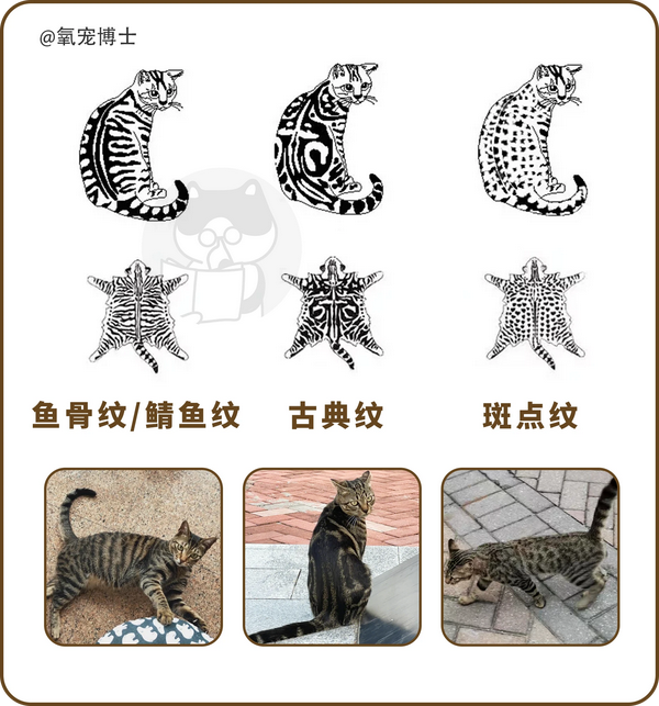 狸花猫科普|国产的灭鼠大队队长 - 知乎