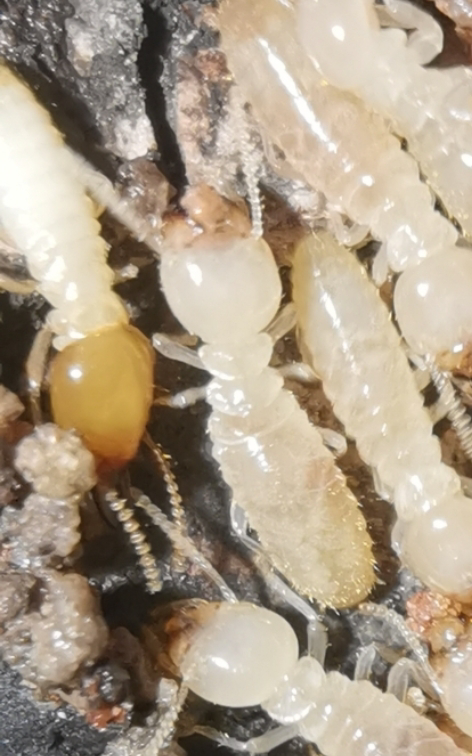 啥蚂蚁和白蚁可以有专职用来防御的兵蚁?