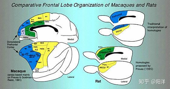 传统上被认为与灵长类背外侧pfc同源的大鼠额叶皮层,位于其大脑半球和