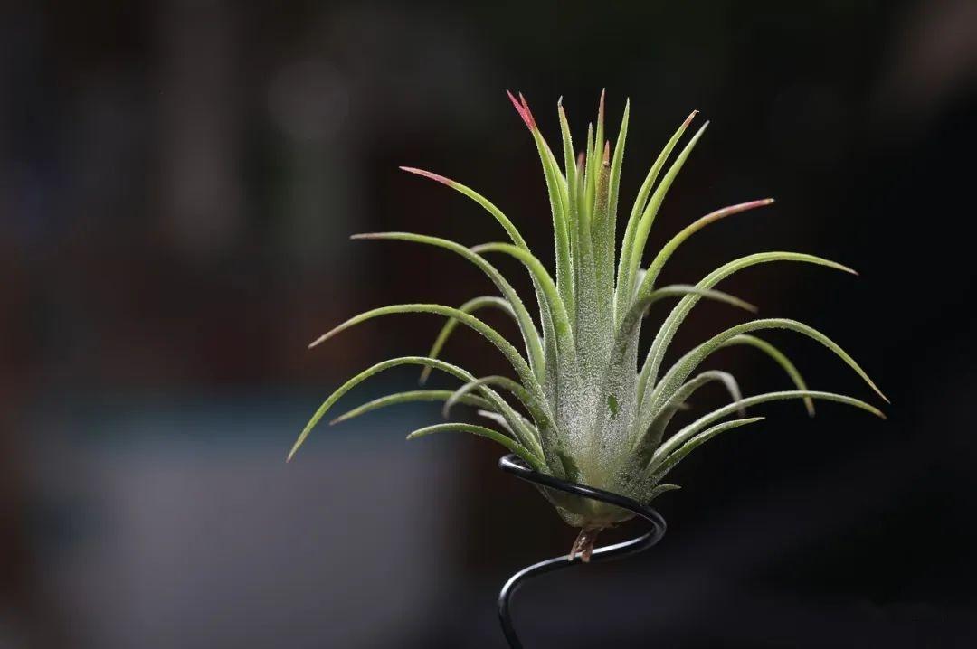 如何养好空气凤梨?它的事你少管就行