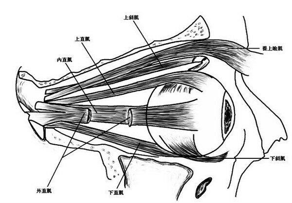眼部肌肉原理 - 知乎