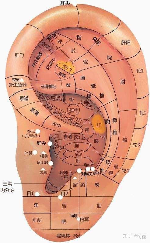 耳朵胃的准确位置图片图片