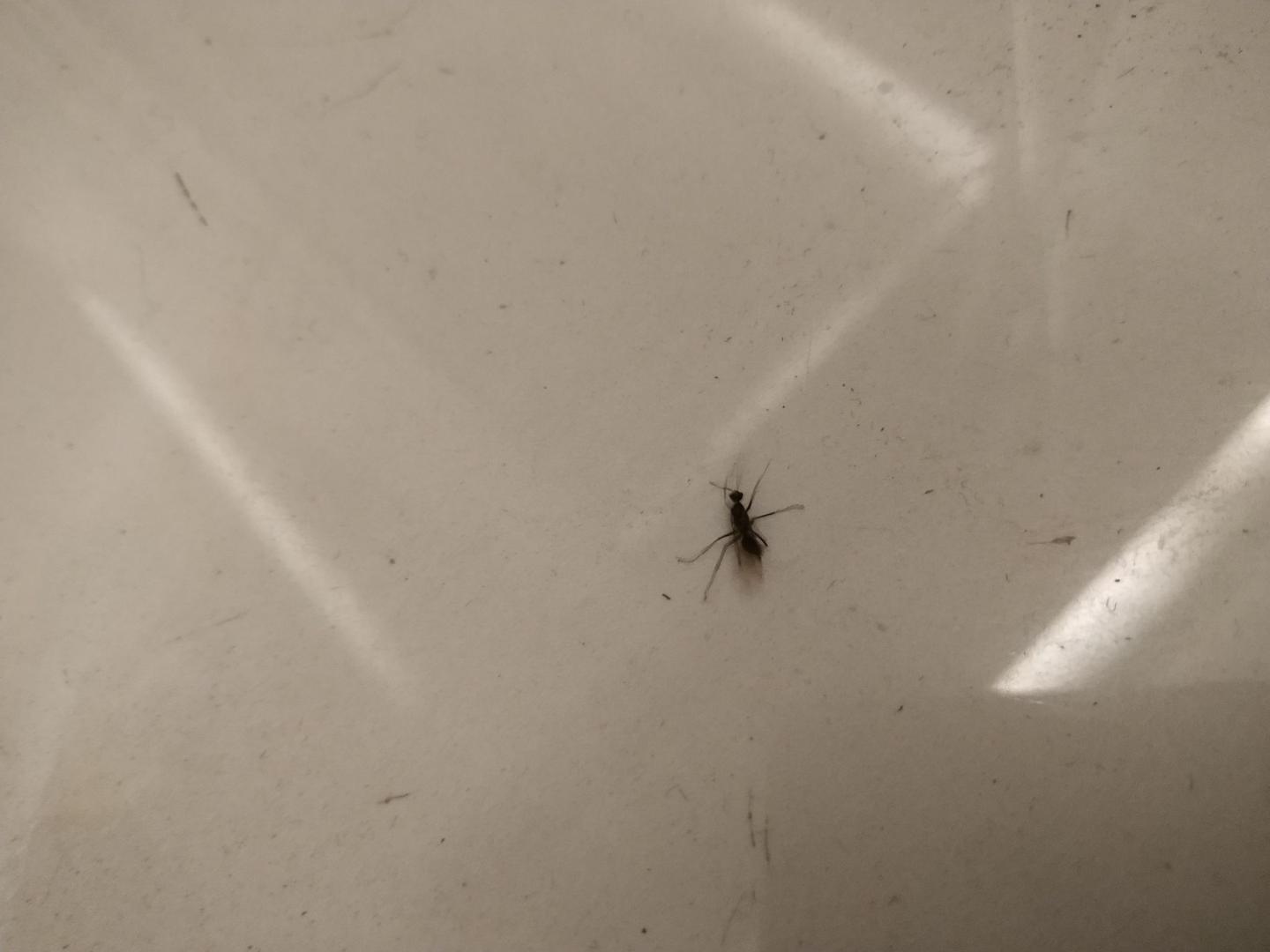 求问，家里这两天进来好几个这种虫子，长得像大蚊子又像蚂蚁，有翅膀会飞这是什么？ - 知乎