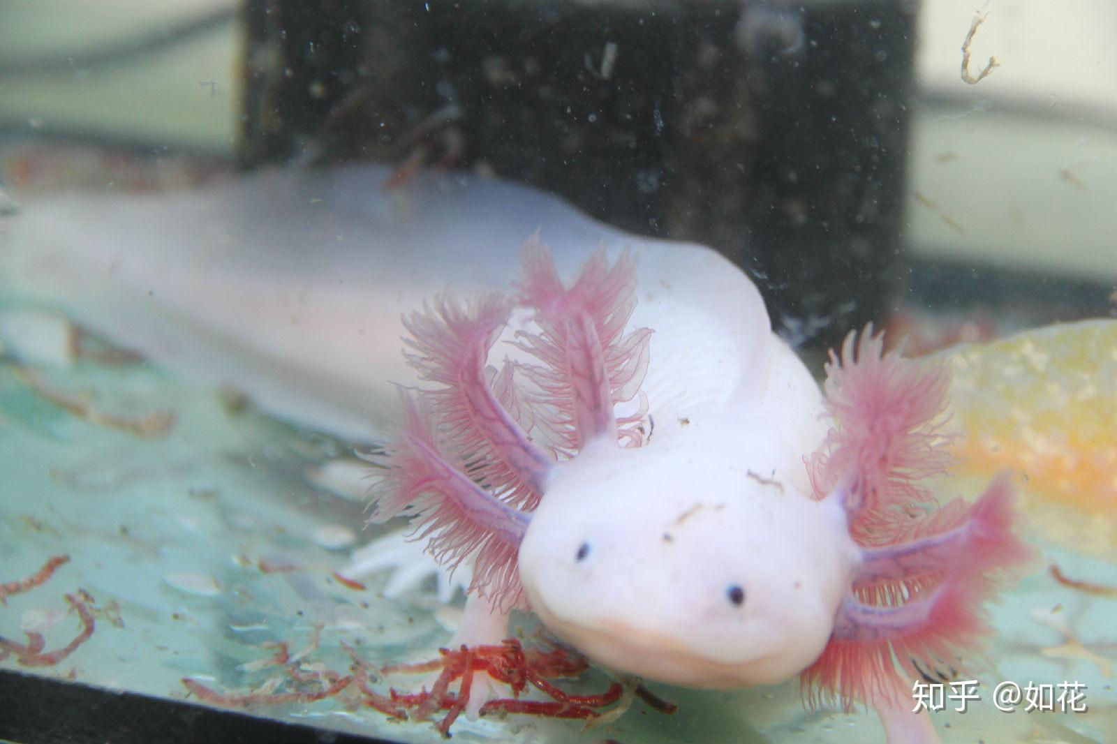 六角恐龙(蝾螈)怎么饲养?有什么要注意的吗? - 知乎