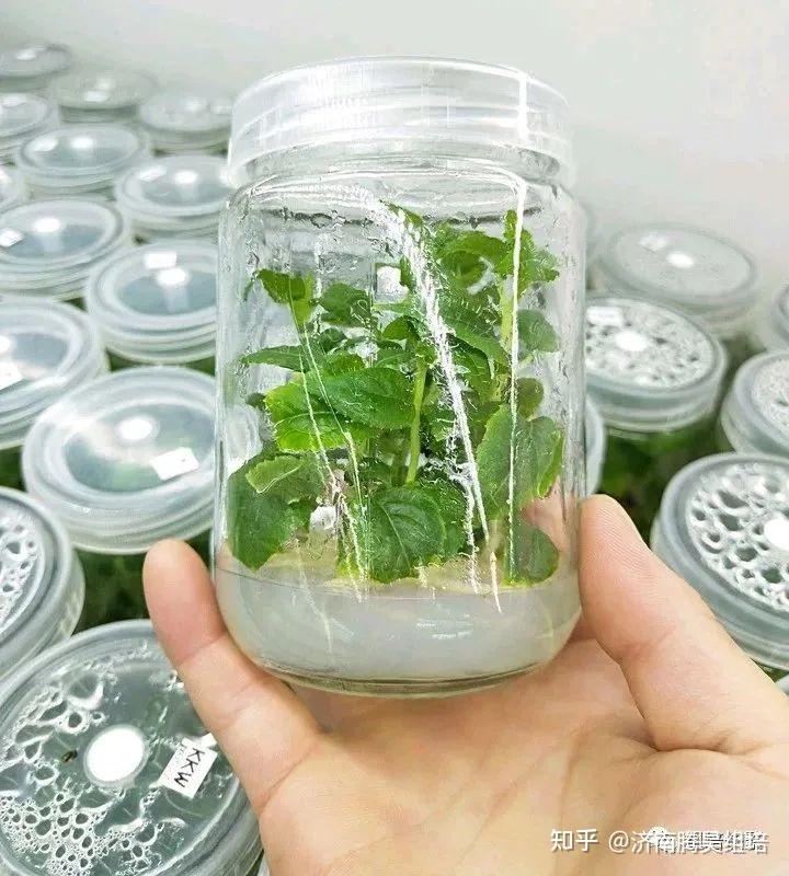 适宜的环境条件大蒜,马铃薯,草莓接种后置温度23-25℃,光照1000-3000