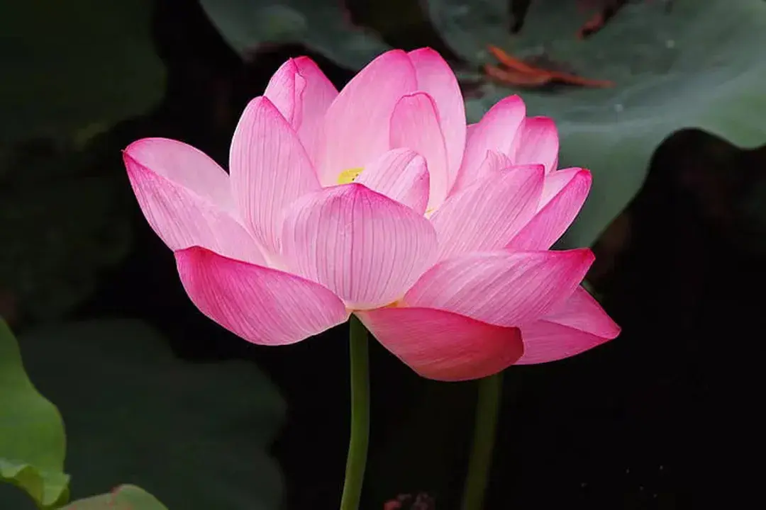 如何用手机修出好看的夏日荷花照