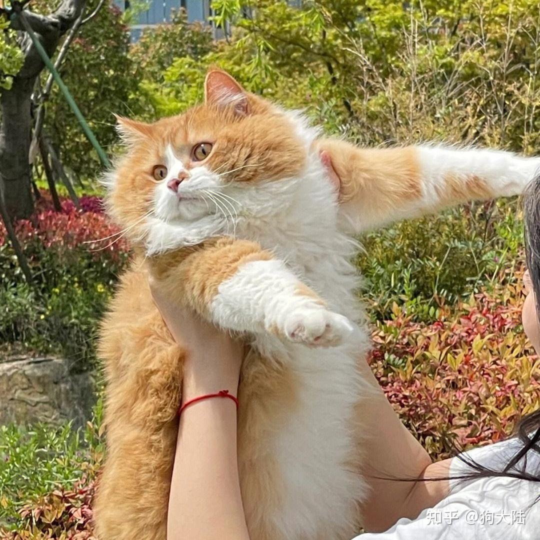 “养猫”和“不养猫”的人,十年后身体区别,千差万别