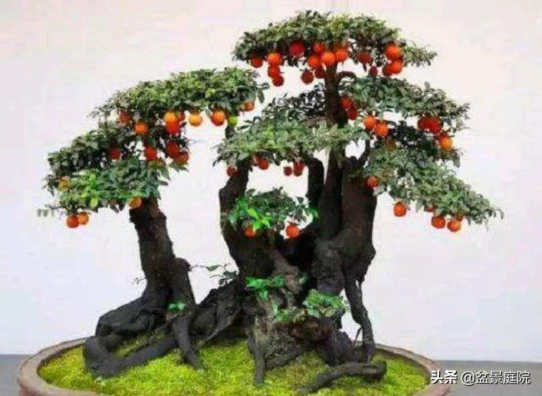 春季金弹子造型,该注意什么? - 知乎