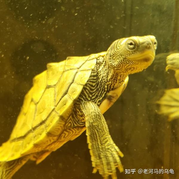 地图龟能长多大?怎么养长得快 - 知乎