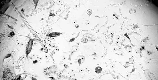 高清图谱(下):水体浮游生物——绿藻门以外的浮游植物51种 - 知乎
