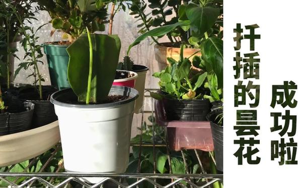 植物扦插，看这！ - 知乎