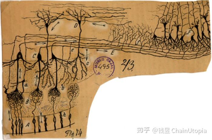 嗅觉系统浅谈 - 知乎
