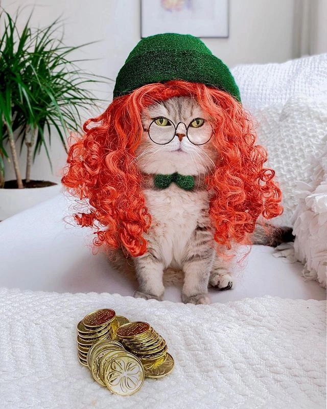 全世界最时尚的猫!又飒又酷,潮出圈,网友:"喵界"吴亦凡! - 知乎