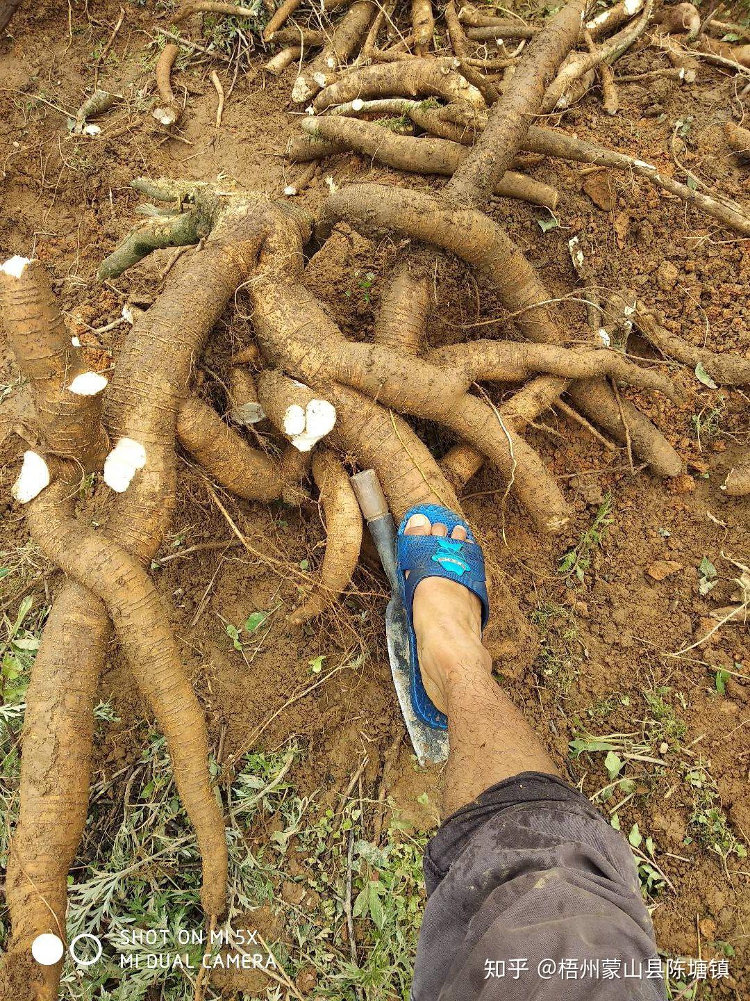 龙眼参对生长的环境条件有特殊要求,适宜于冬暖夏凉的气候,不耐严寒与