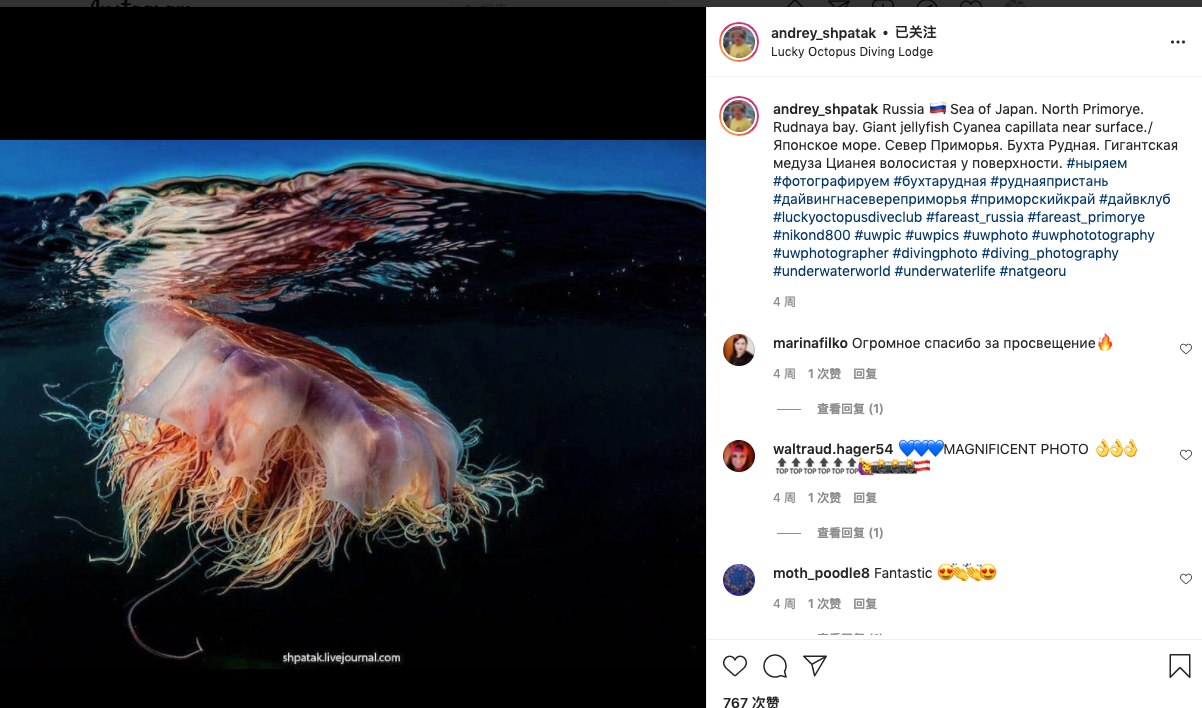 摄影师在俄罗斯远东海域拍到狮鬃水母这一发现有何意义