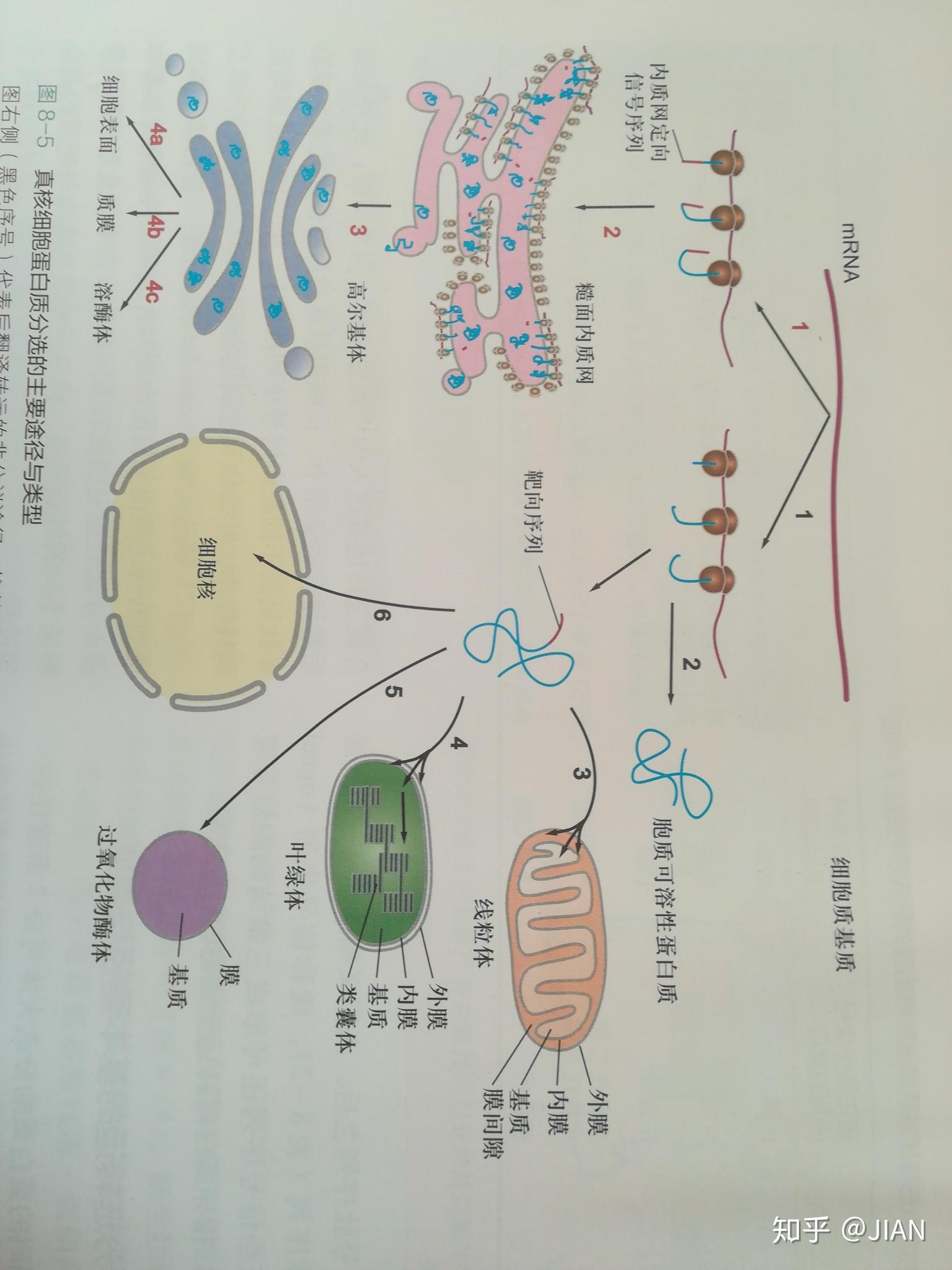 高尔基体和内质网到底对蛋白质做了些什么? - 知乎