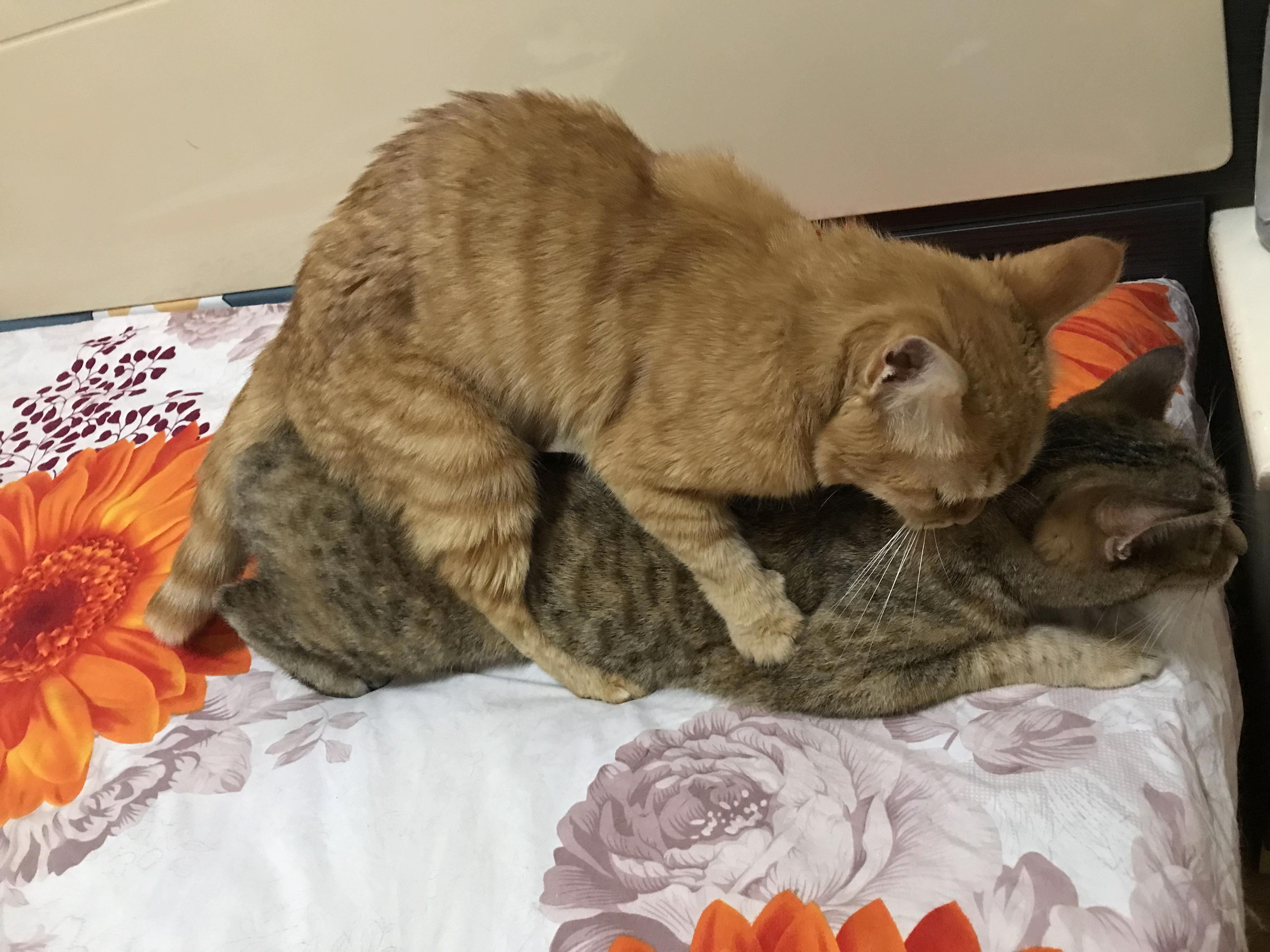 猫咪原住民总趁人不备咬小猫后颈这是在家庭霸凌还是单纯示威