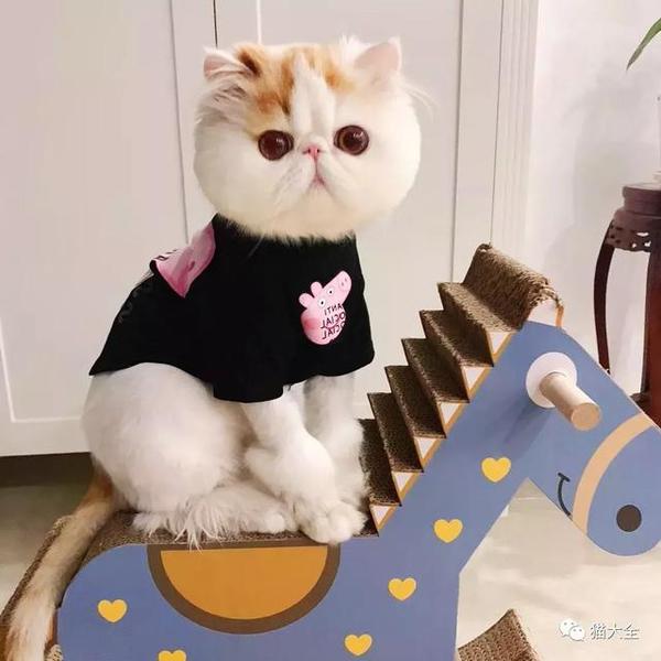 古今中外爱猫名人大赏 知乎