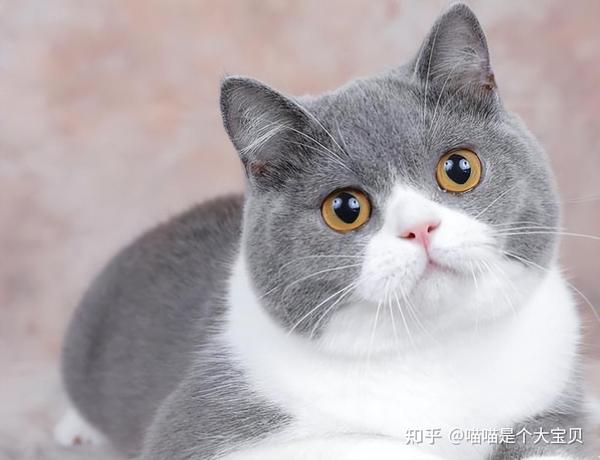 “英短”和“美短”哪个好？养了才知道，区别很大 - 知乎
